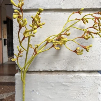 ramo giallo artificiale